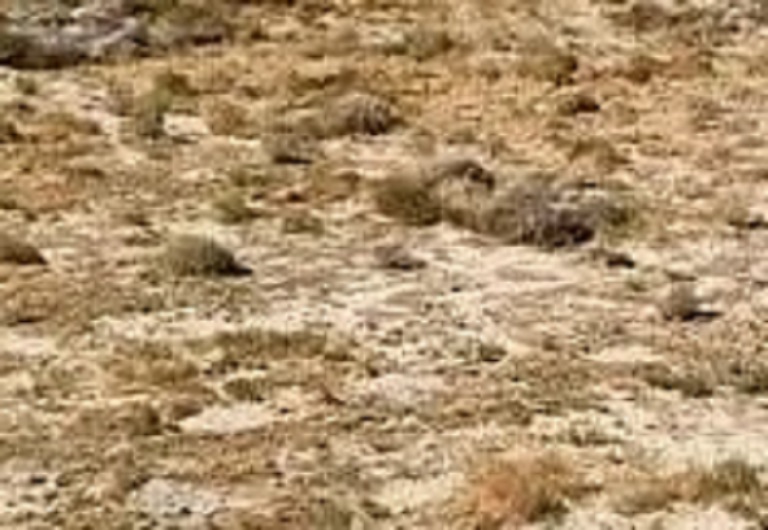 land for sale in palmdale ca by @isalela